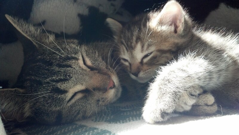 Two Tabby Cats Sleeping — Gray