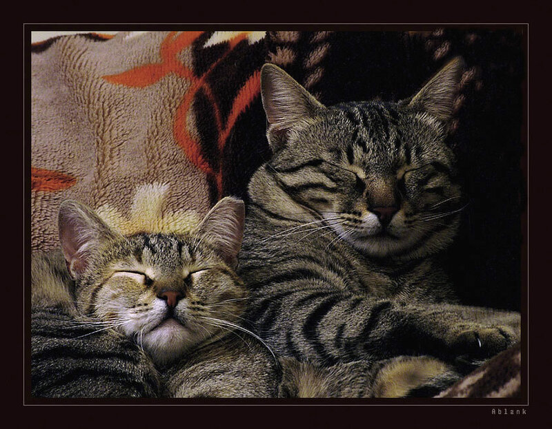 Two Tabby Cats Sleeping