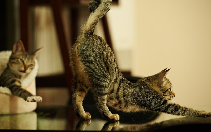 Two Tabby Cats Stretching — Brown