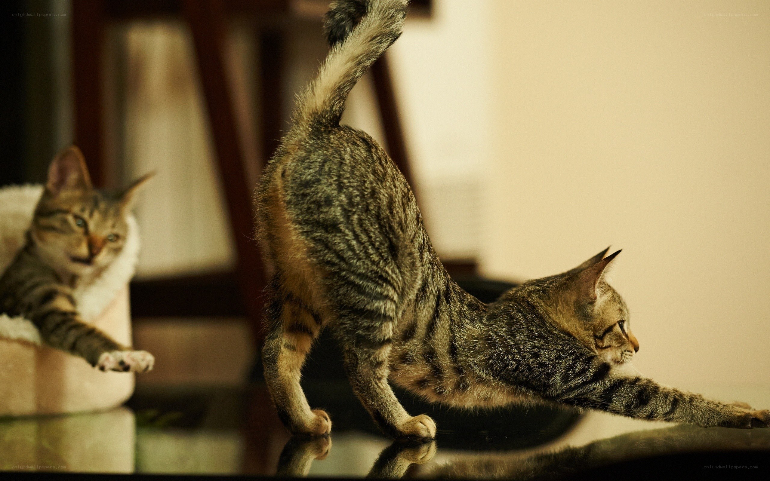 Two tabby cats stretching