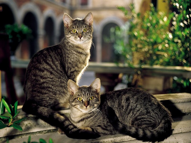 Two Tabby Cats