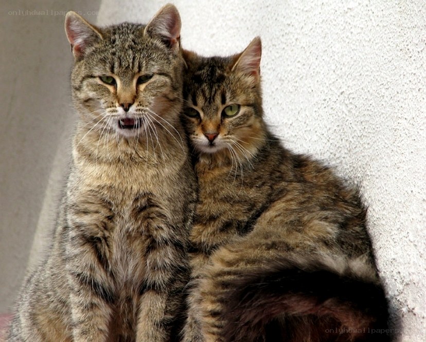 Two tabby cats together