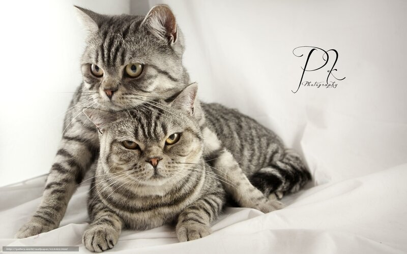 Two tabby cats together