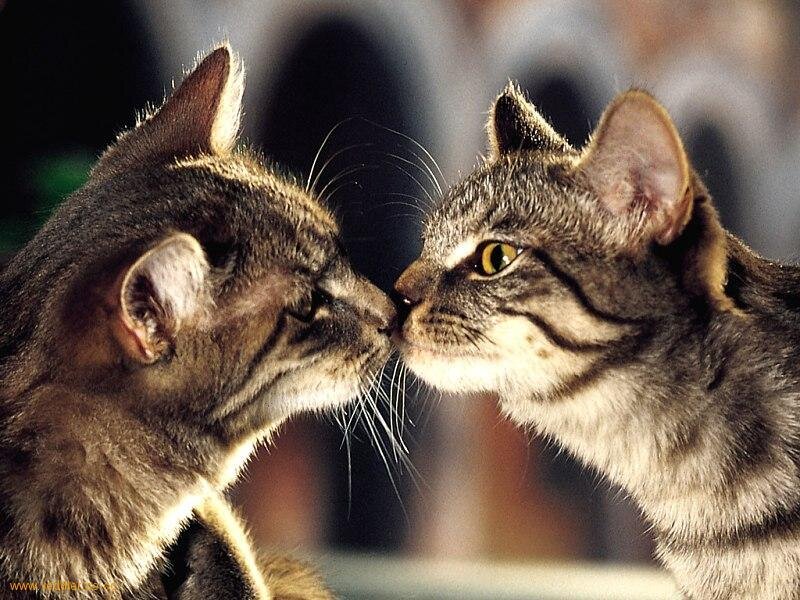Two Tabby Cats Touching Noses — Gray, Calm