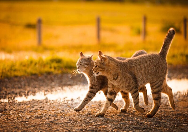 Two Tabby Cats Walking — Brown