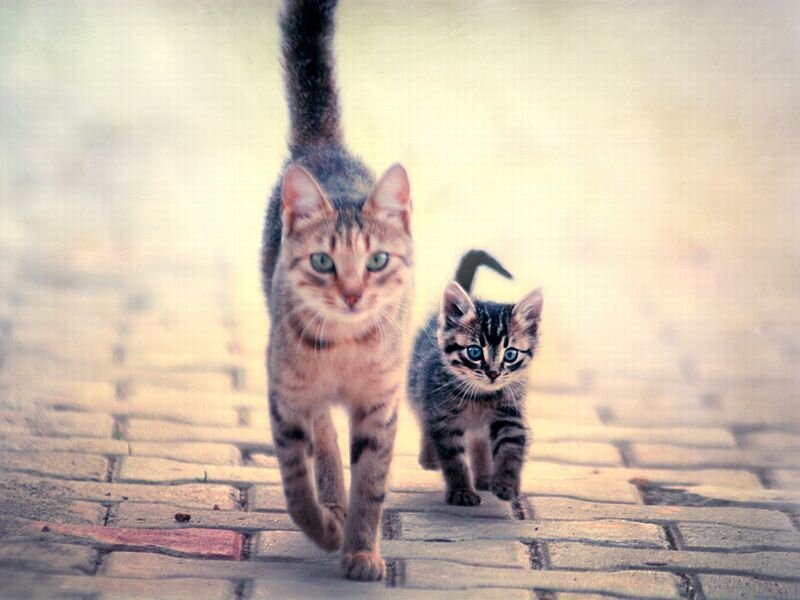 Two Tabby Cats Walking — Gray