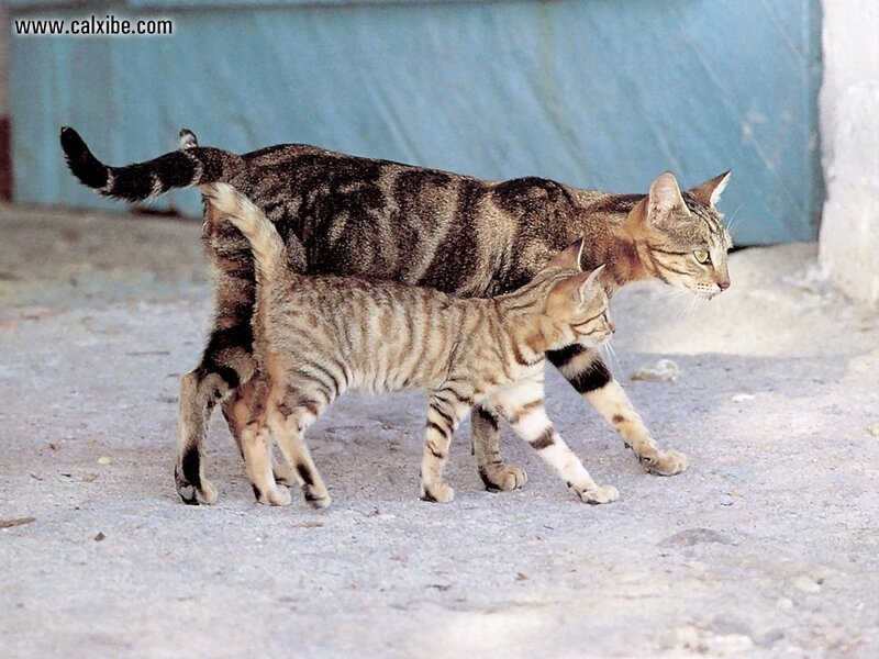 Two Tabby Cats Walking