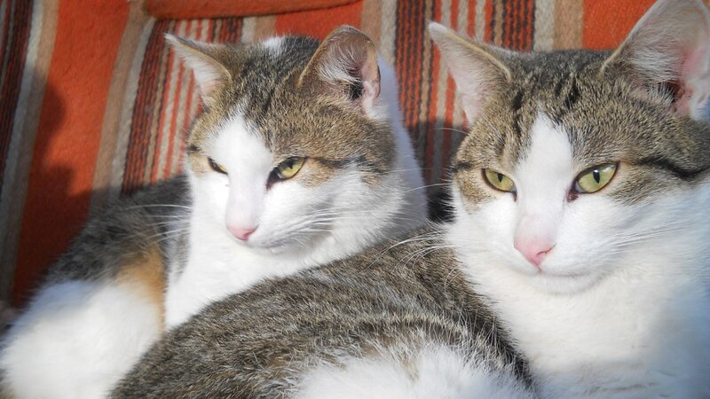 Two Tabby Cats — White, Calm