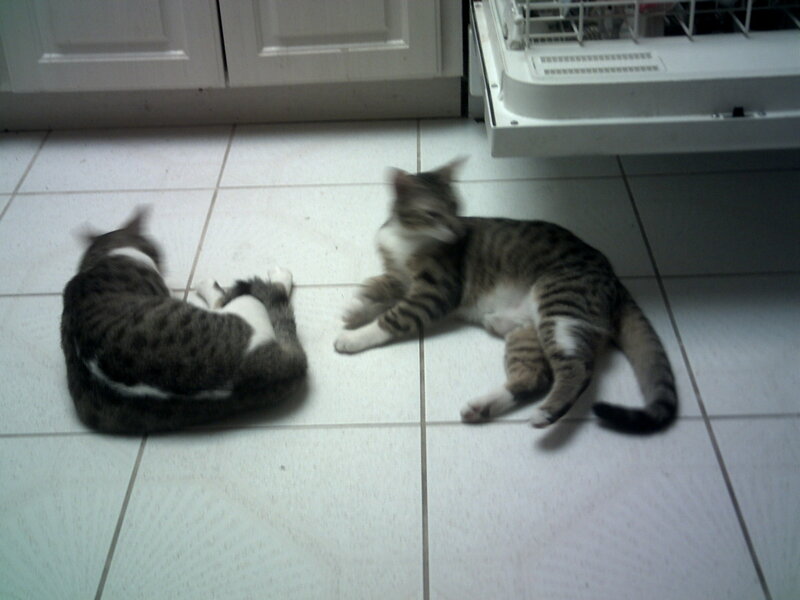 Two Tabby Cats — White