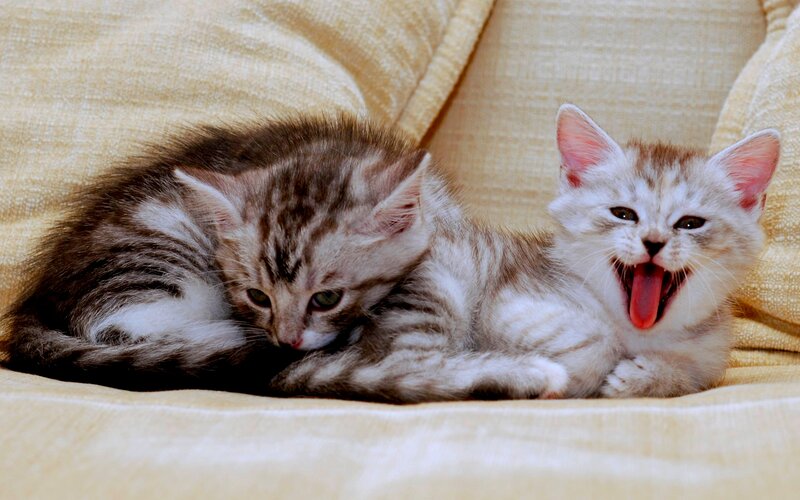 Two Tabby Kittens — Beige