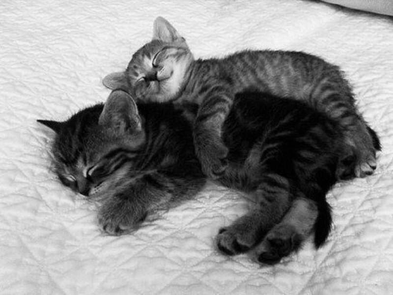 Two Tabby Kittens — Black, Peaceful