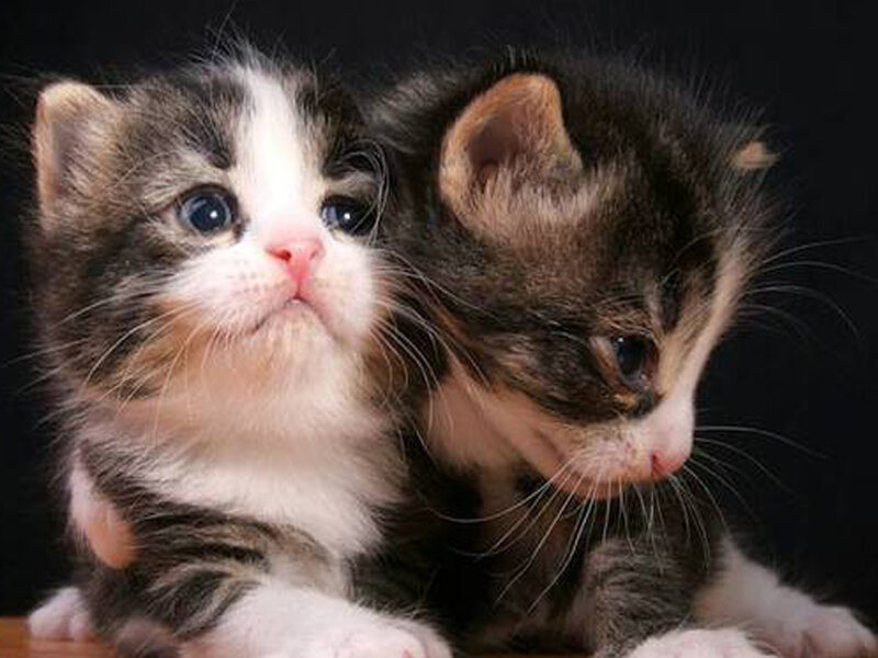 Two Tabby Kittens — Black