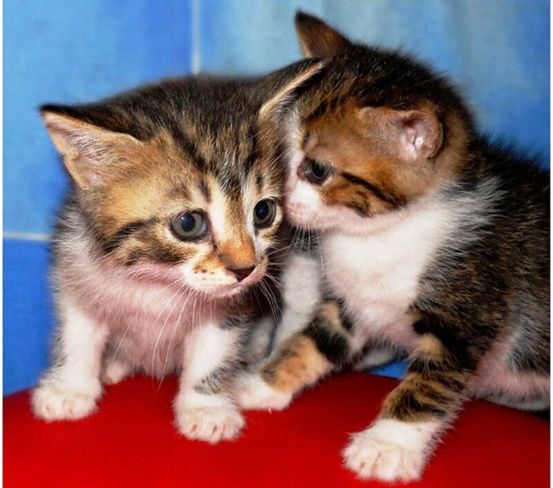 Two Tabby Kittens — Blue, Calm, Photograph, Blue Wall