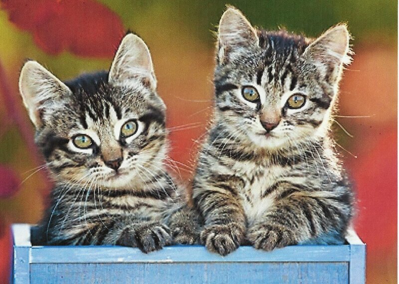 Two Tabby Kittens — Blue, Calm, Photograph