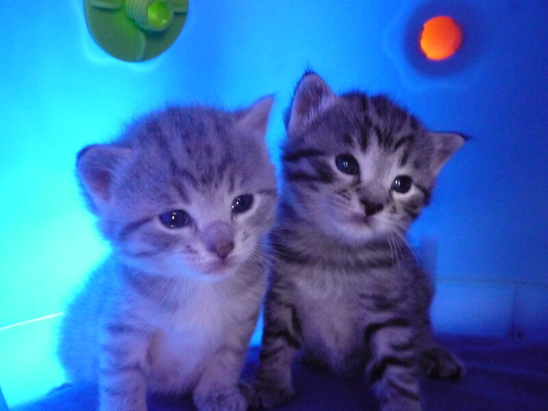 Two Tabby Kittens — Blue, Calm