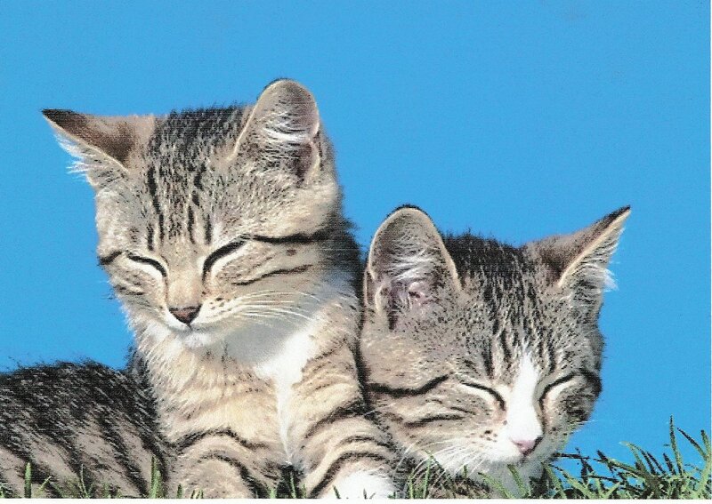Two Tabby Kittens — Blue, Peaceful, Afternoon