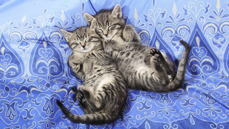 Two Tabby Kittens — Blue, Peaceful, Photograph, Blue Fabric, Pattern