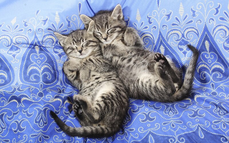 Two Tabby Kittens — Blue, Peaceful, Photograph, Blue Fabric