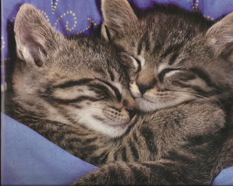 Two Tabby Kittens — Blue, Peaceful, Photograph