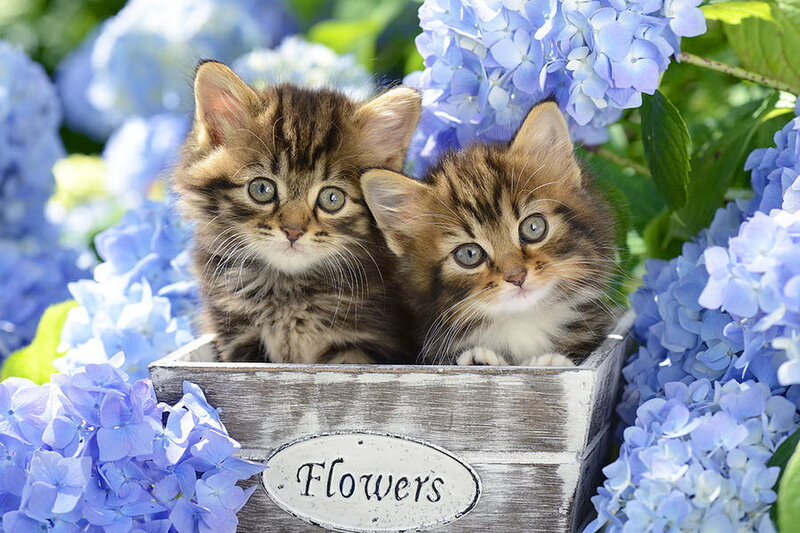 Two Tabby Kittens — Blue, Serene
