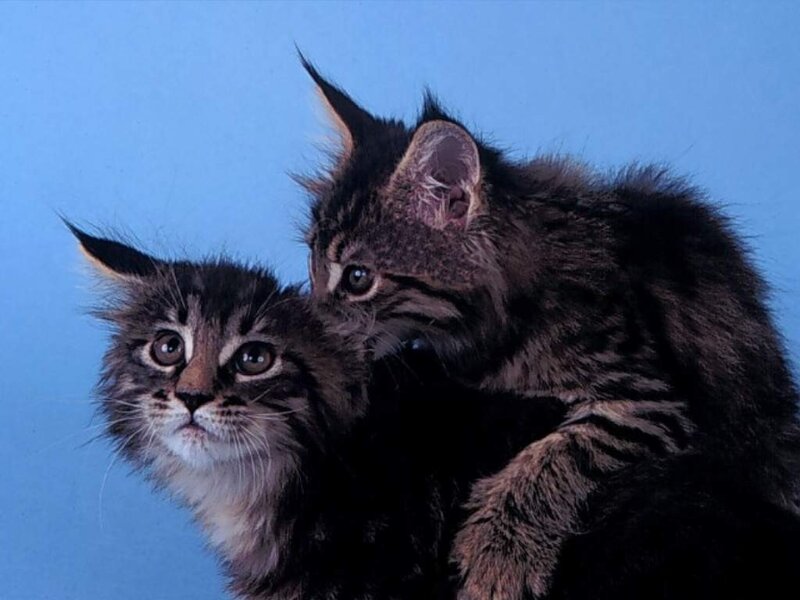 Two Tabby Kittens — Blue