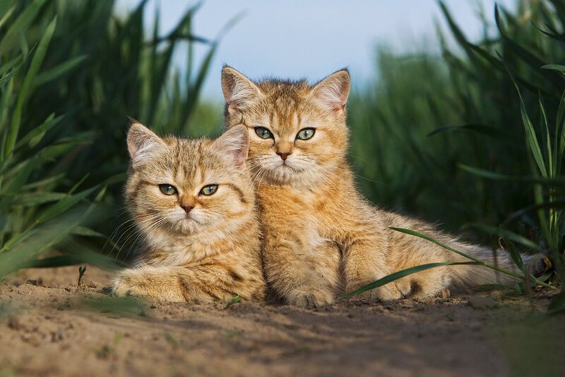 Two Tabby Kittens — Brown, Calm, Afternoon