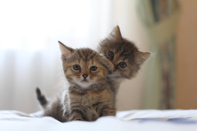 Two Tabby Kittens — Brown, Calm, Morning