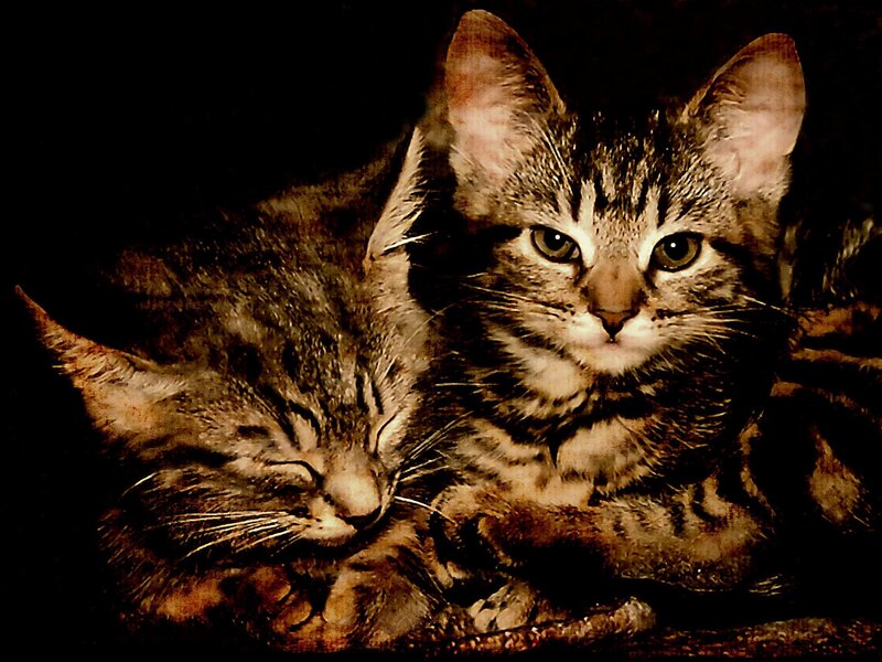 Two Tabby Kittens — Brown, Calm, Night