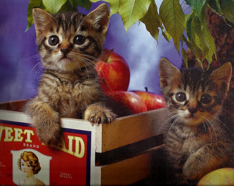 Two Tabby Kittens — Brown, Calm, Photograph, Apples