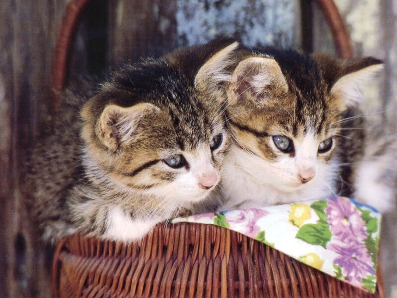 Two Tabby Kittens — Brown, Calm, Photograph, Basket, Cloth