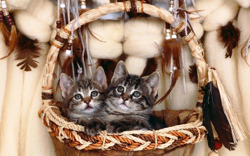 Two Tabby Kittens — Brown, Calm, Photograph, Basket, Feathers, Dreamcatcher