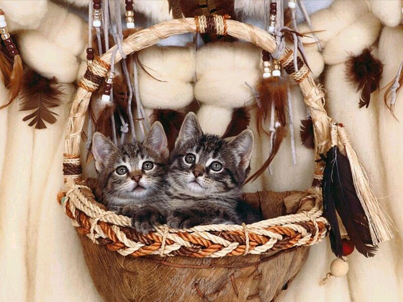 Two Tabby Kittens — Brown, Calm, Photograph, Basket, Feathers