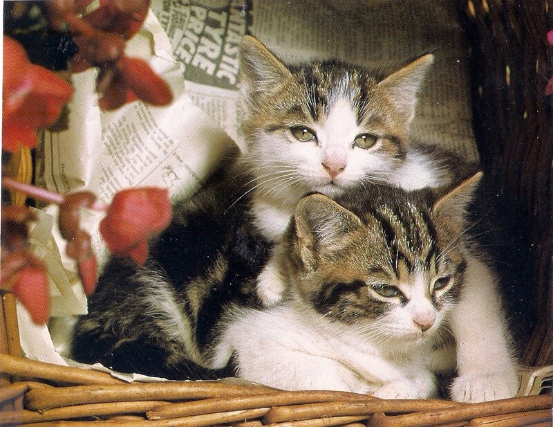 Two Tabby Kittens — Brown, Calm, Photograph, Basket, Newspaper