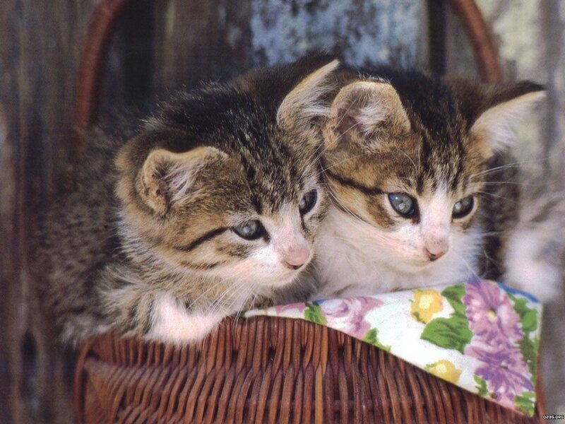 Two Tabby Kittens — Brown, Calm, Photograph, Basket