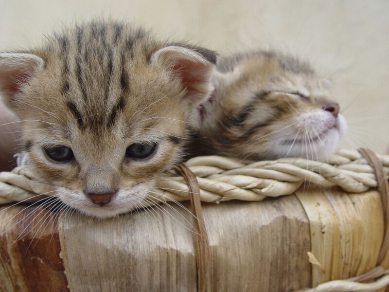 Two Tabby Kittens — Brown, Calm, Photograph, Basket, Wood