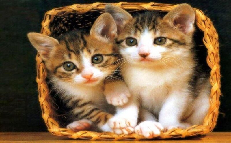 Two Tabby Kittens — Brown, Calm, Photograph, Basket, Wooden Surface