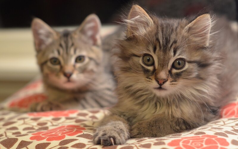 Two Tabby Kittens — Brown, Calm, Photograph, Bedding