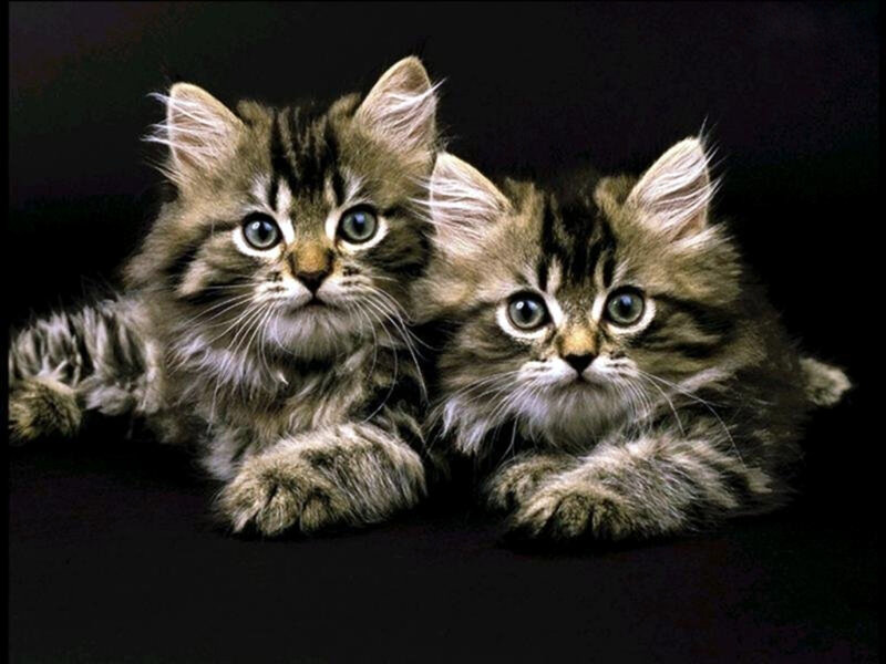 Two Tabby Kittens — Brown, Calm, Photograph, Black Background, Black