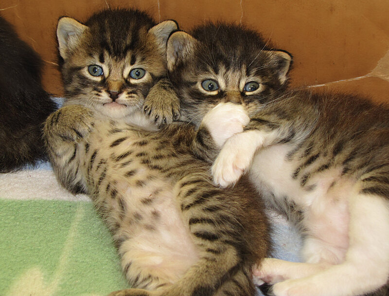 Two Tabby Kittens — Brown, Calm, Photograph, Blanket, Box