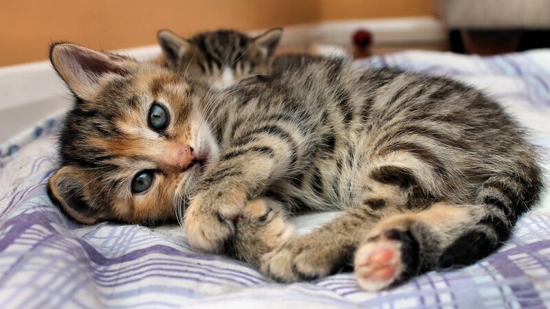 Two Tabby Kittens — Brown, Calm, Photograph, Blanket, Pillow