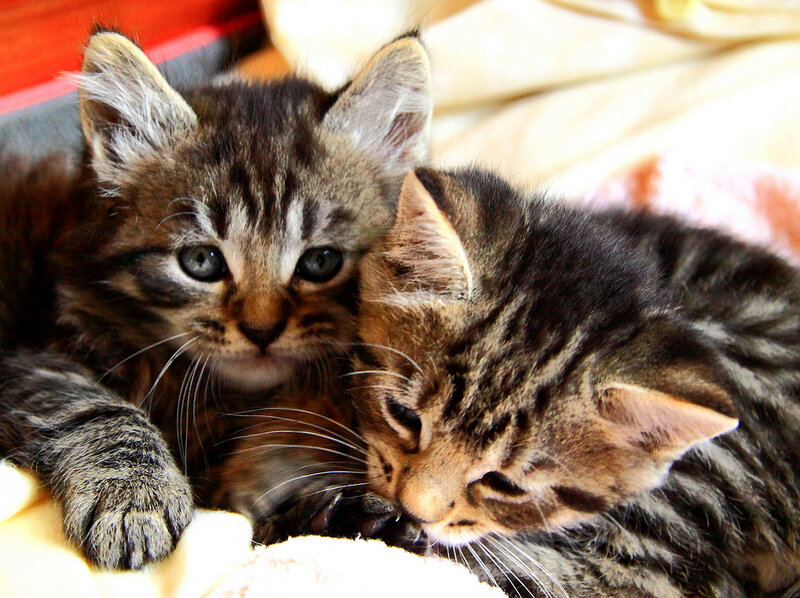 Two Tabby Kittens — Brown, Calm, Photograph, Blanket