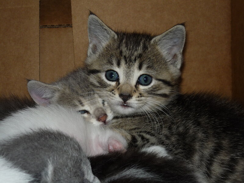 Two Tabby Kittens — Brown, Calm, Photograph, Cardboard