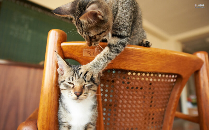 Two Tabby Kittens — Brown, Calm, Photograph, Chair
