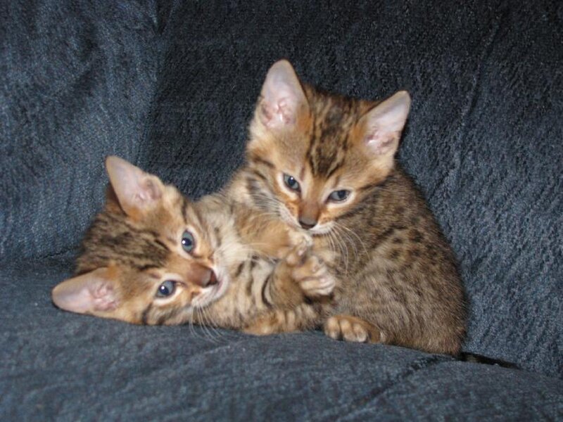 Two Tabby Kittens — Brown, Calm, Photograph, Couch
