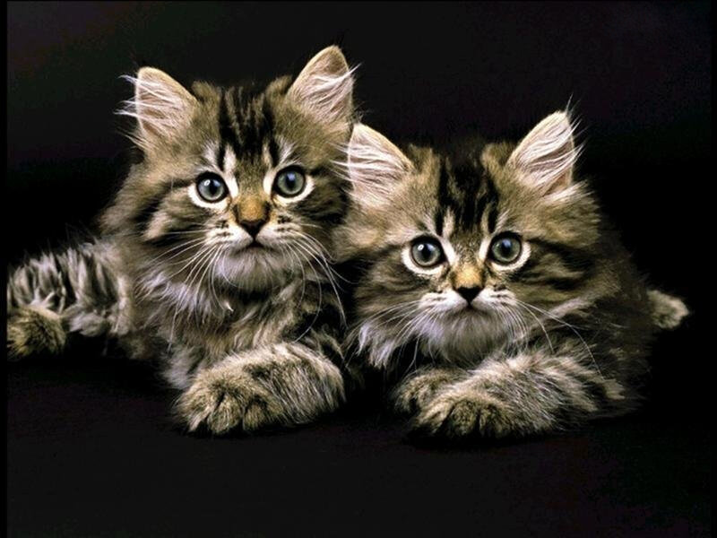 Two Tabby Kittens — Brown, Calm, Photograph, Dark Background