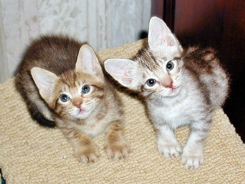 Two Tabby Kittens — Brown, Calm, Photograph, Fabric Surface