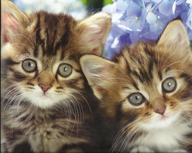 Two Tabby Kittens — Brown, Calm, Photograph, Flowers