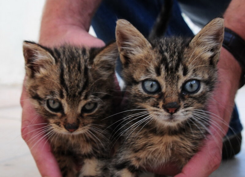 Two Tabby Kittens — Brown, Calm, Photograph, Hands