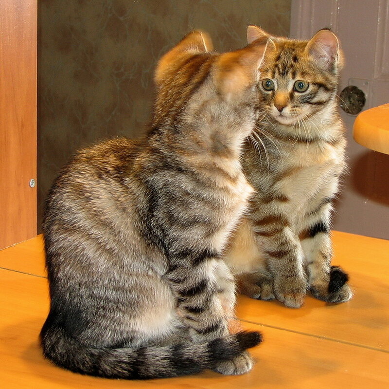 Two Tabby Kittens — Brown, Calm, Photograph, Mirror
