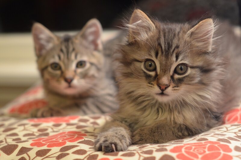 Two Tabby Kittens — Brown, Calm, Photograph, Patterned Fabric, Bed